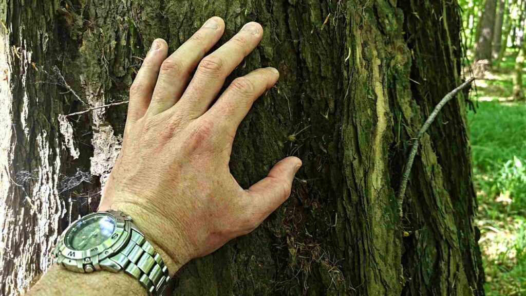 Ruka se opírá o strom. Ilustrativni ke stránce Kontakt. - Petr Štěpáník